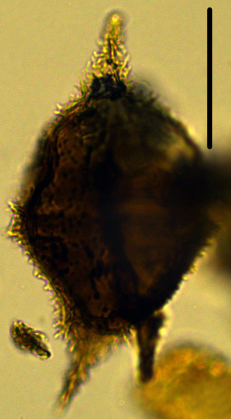 Cerodinium cpx denticulate Dde27X330322101095.jpg